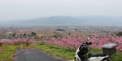 2016/4/10 山梨笛吹市・日本一の桃源郷～秩父芝桜ツーリング