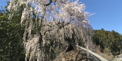 2020/3/20 ADV150-日高の桜名所巡り～越生町・大高取山ミニ登山ツーリング
