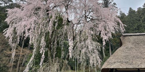 2021/3/20 日高市-高麗神社のしだれ桜～北珍の「黒マー油味噌(大盛)」