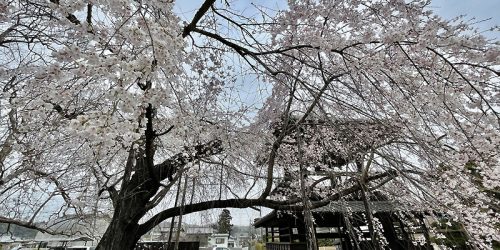 2022/3/26 高麗家住宅のしだれ、西光寺のしだれ桜～西埼玉のしだれ桜巡り