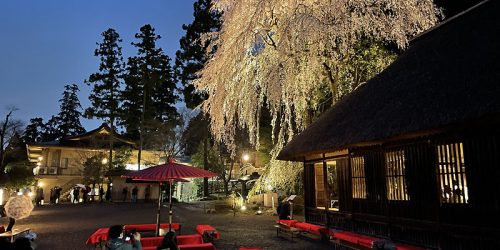 2022/3/27 飯能日高しだれ桜巡りツーリング～高麗神社の夜桜会