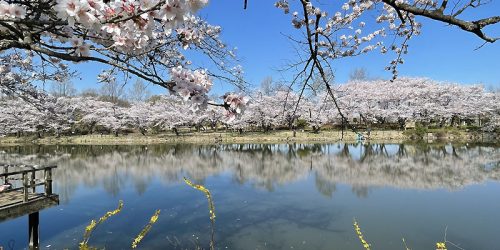 2022/4/2 鶴ヶ島、日高、毛呂山、嵐山の桜巡り～森林公園の早咲きチューリップ