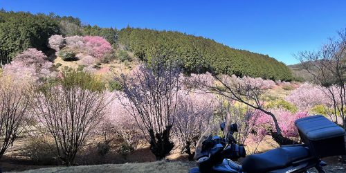 2023/3/19 ADV150-西埼玉のしだれ桜と花桃めぐりツーリング