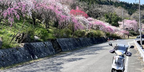 2024/4/13 アドレスV125G-小夜戸・大畑花桃街道～松屋旅館1キロ焼きそばツーリング